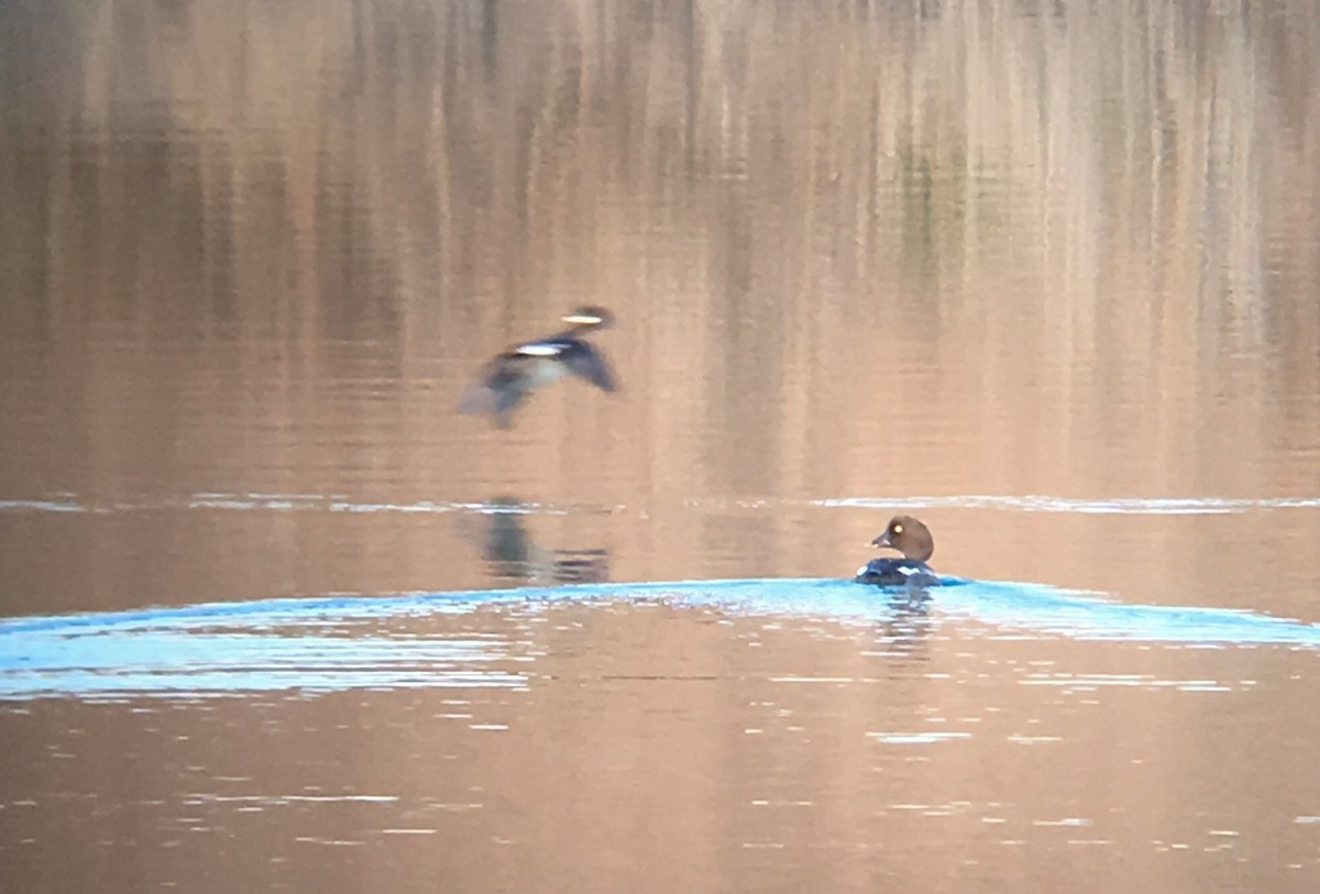 Common Goldeneye - ML50164381