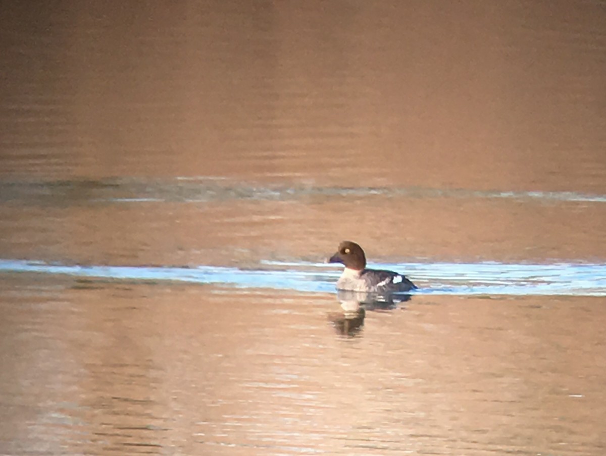 Common Goldeneye - ML50164391