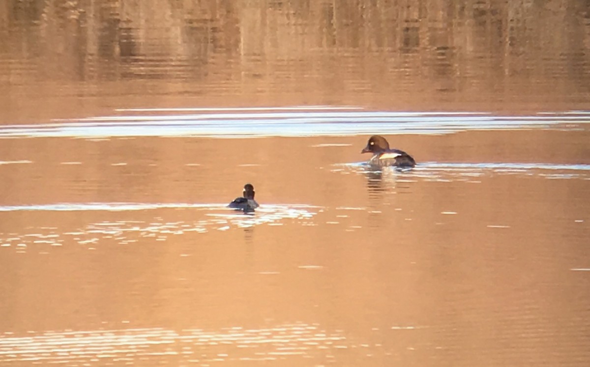 Common Goldeneye - ML50164401