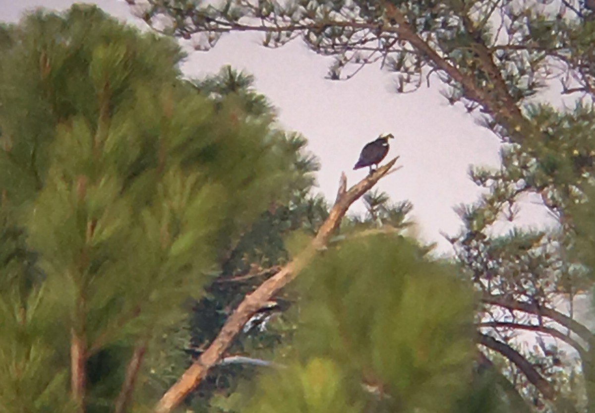 Osprey - ML50164421