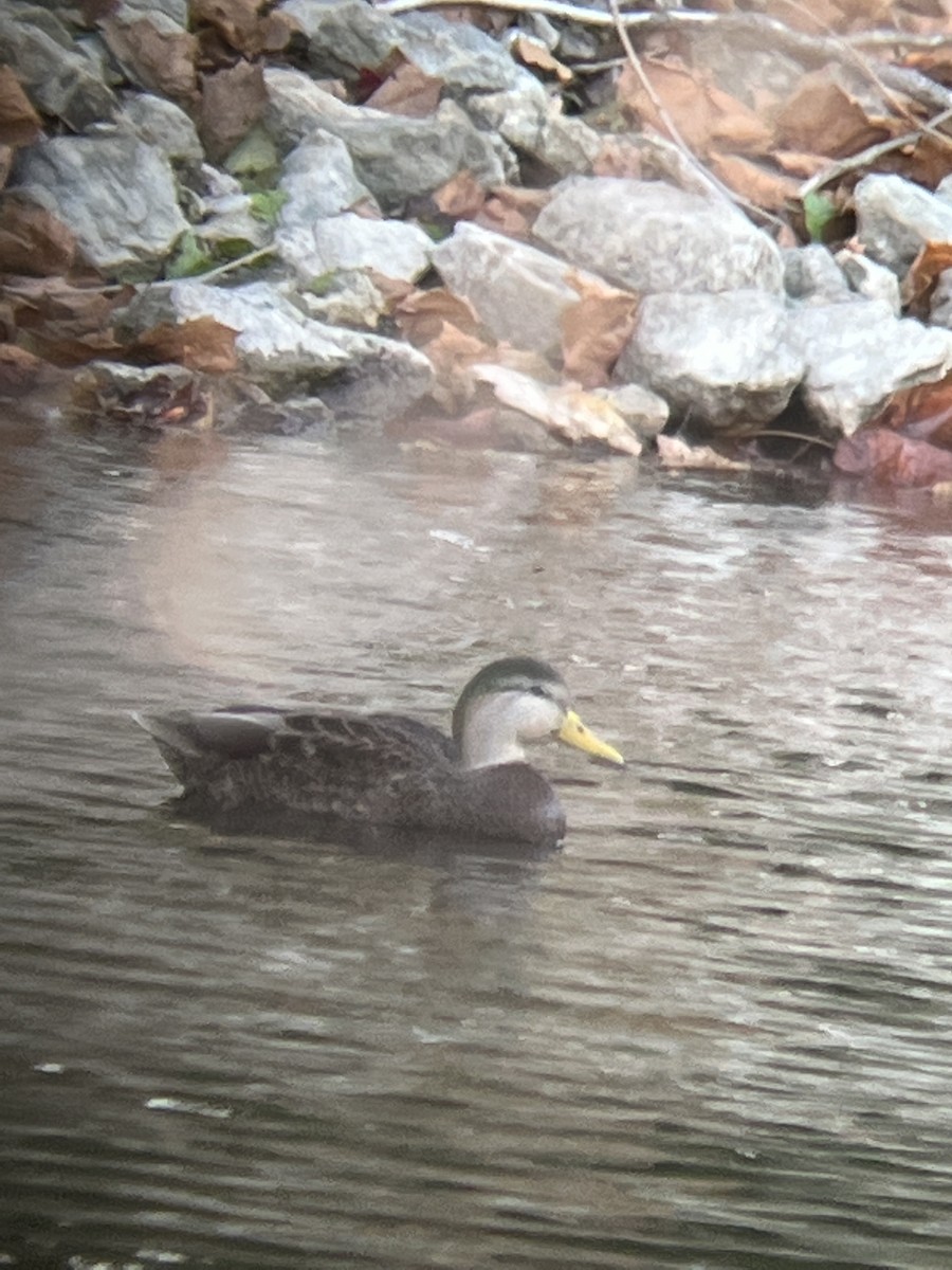 Mallard x American Black Duck (hybrid) - Jen Fenner