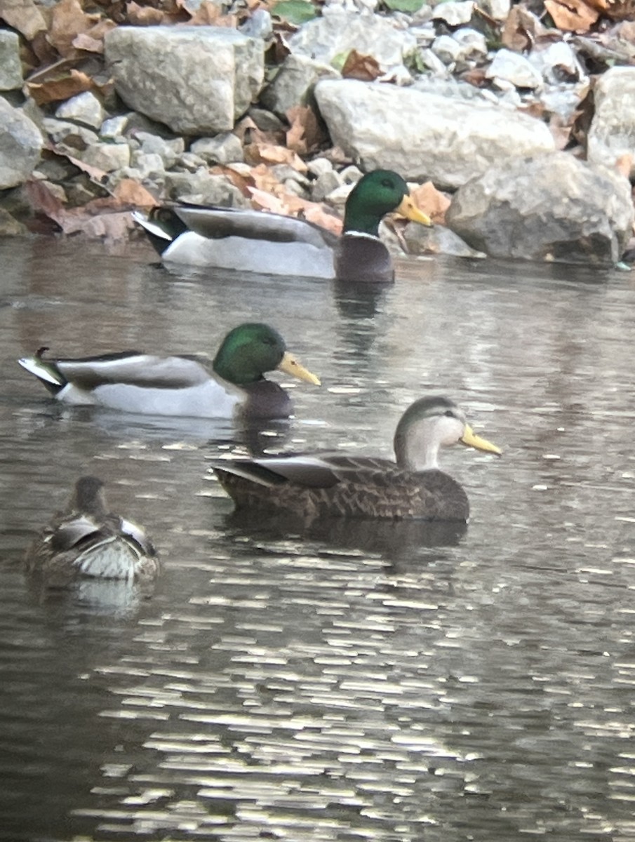 Mallard x American Black Duck (hybrid) - ML501645791