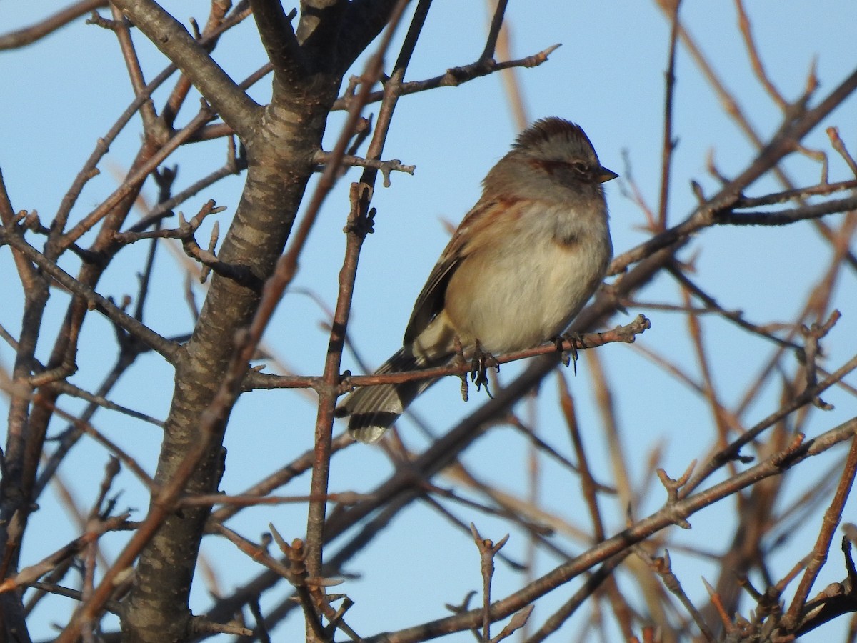 American Tree Sparrow - ML501646341