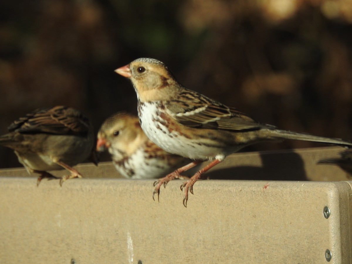 Harris's Sparrow - ML501646511