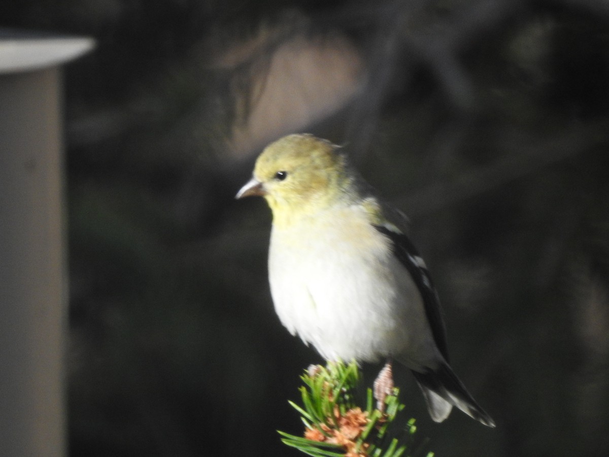 American Goldfinch - ML501646601