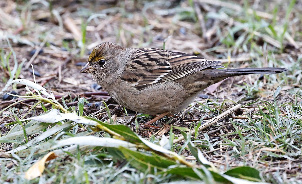 Golden-crowned Sparrow - John Lewis