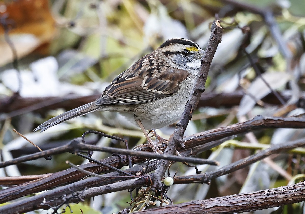 White-throated Sparrow - John Lewis