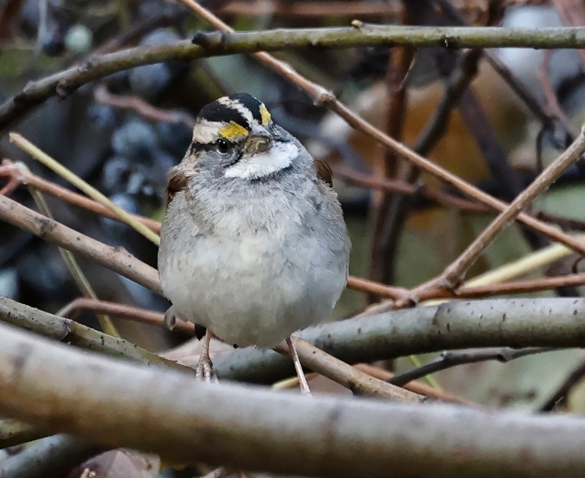 White-throated Sparrow - John Lewis