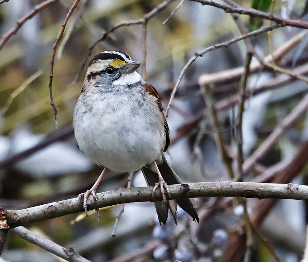 White-throated Sparrow - John Lewis