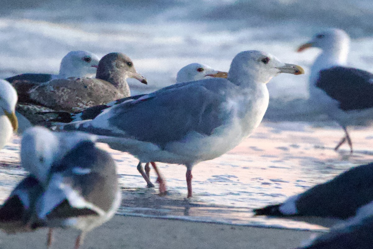 Glaucous-winged Gull - ML501647751