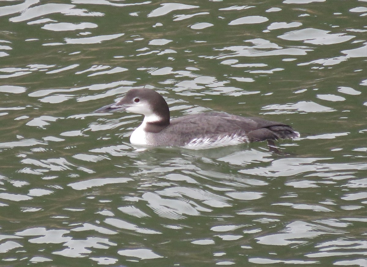 Common Loon - ML501649421