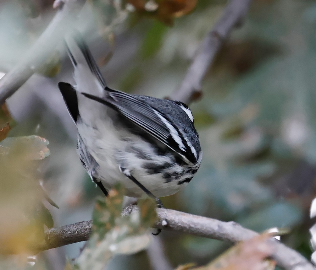 Black-throated Gray Warbler - John Lewis