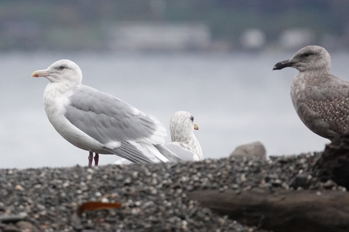 Herring x Glaucous-winged Gull (hybrid) - Steve Hampton