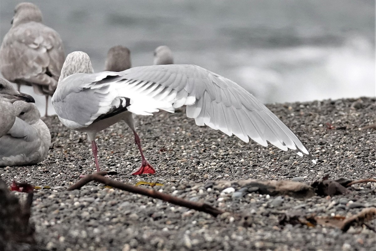 Iceland Gull (Thayer's) - Steve Hampton