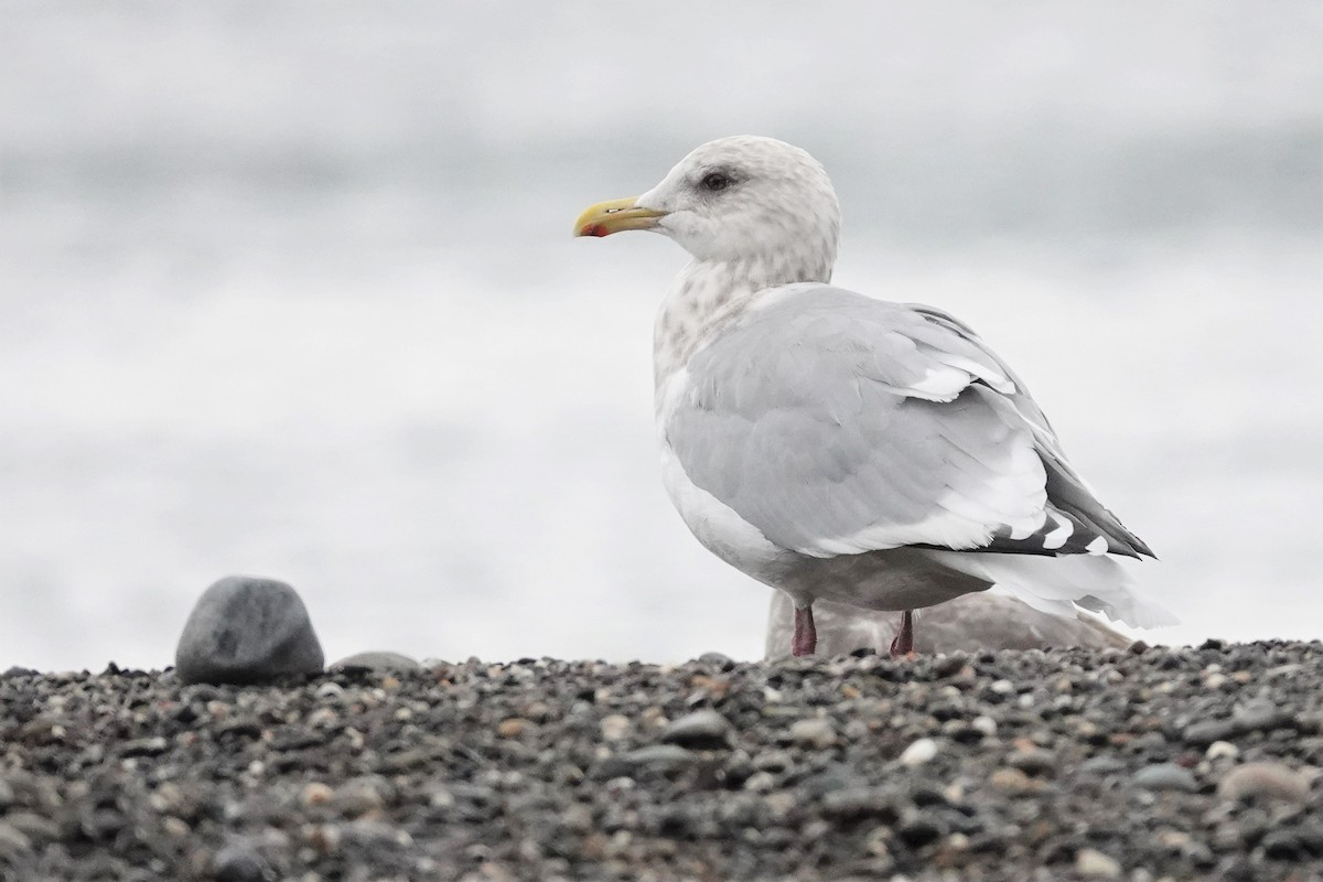 Iceland Gull (Thayer's) - Steve Hampton