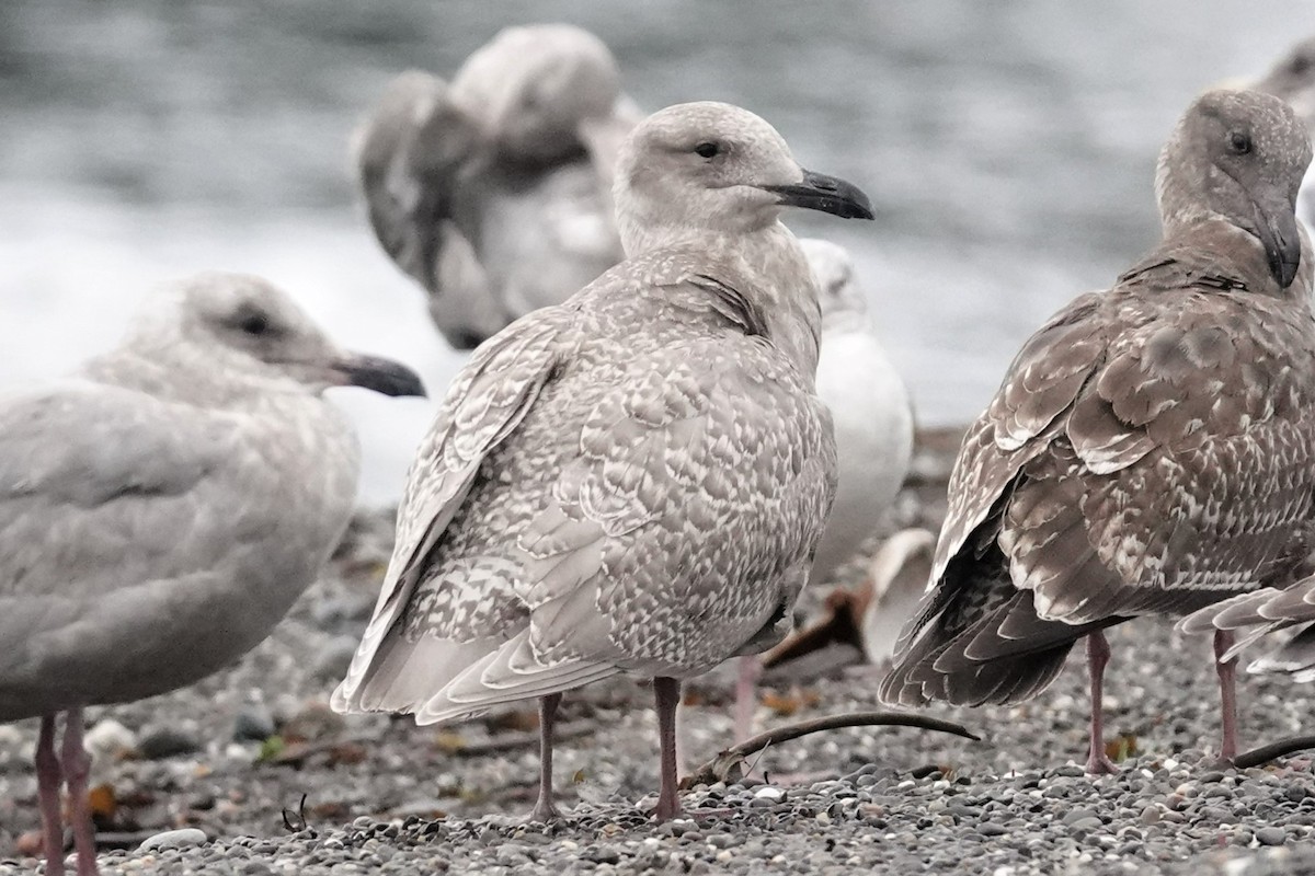 Glaucous-winged Gull - Steve Hampton