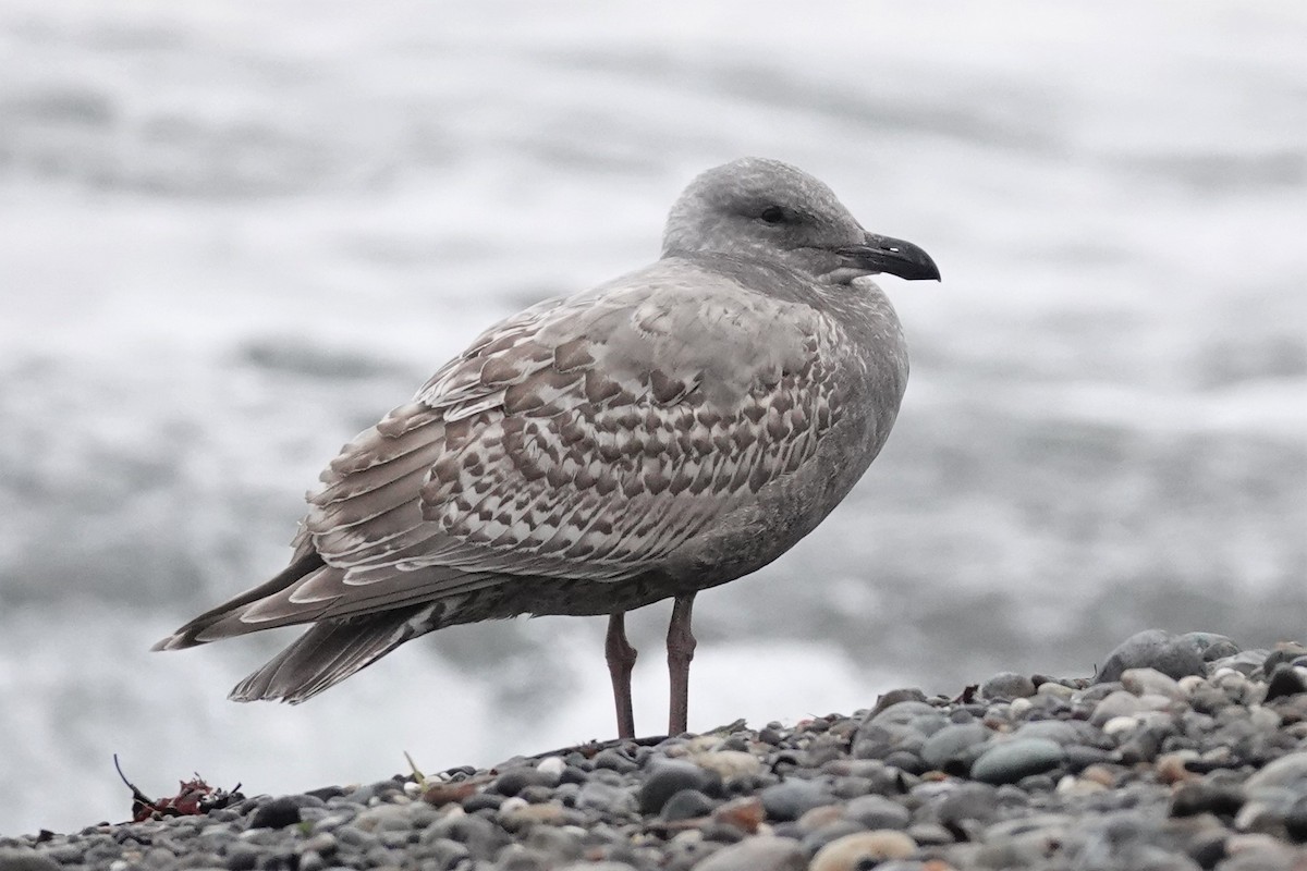 Western x Glaucous-winged Gull (hybrid) - ML501651531