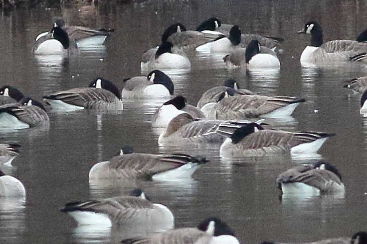 Tundra Bean-Goose - ML501652111