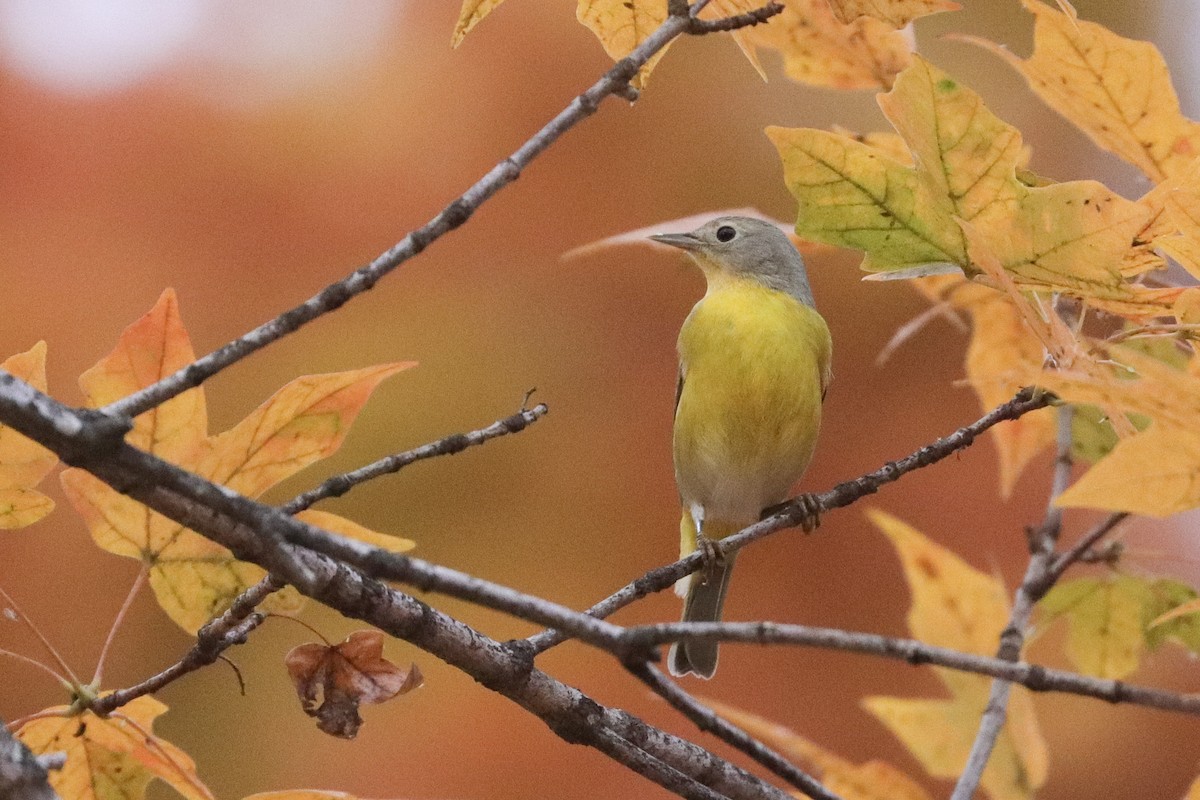 Nashville Warbler - ML501652661