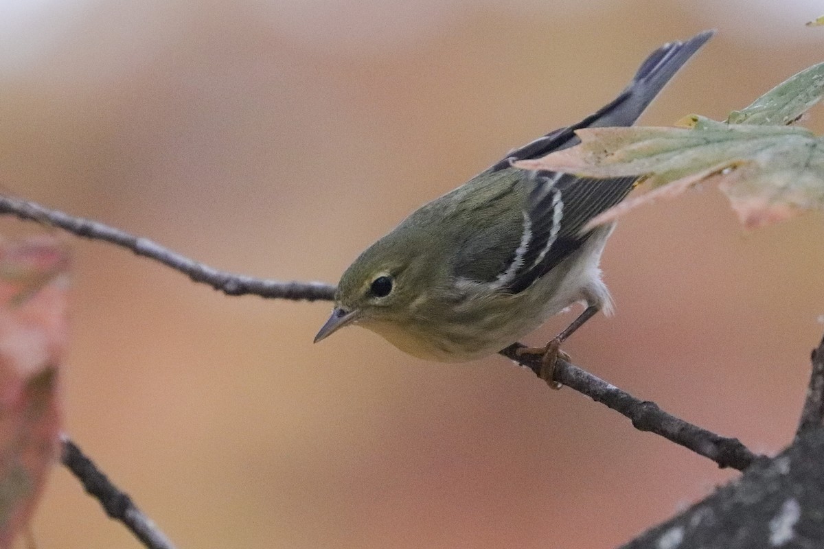 Blackpoll Warbler - ML501652751