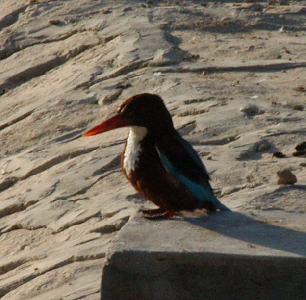 White-throated Kingfisher - ML501653021