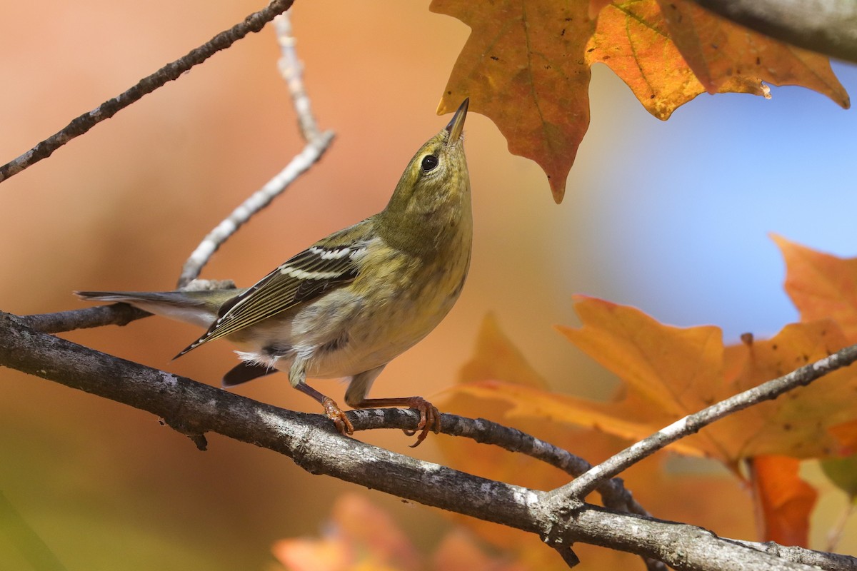 Blackpoll Warbler - ML501653161