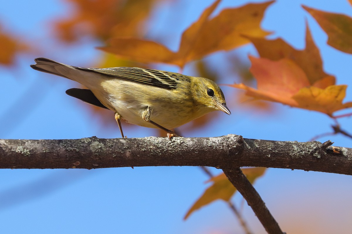 Blackpoll Warbler - ML501653171