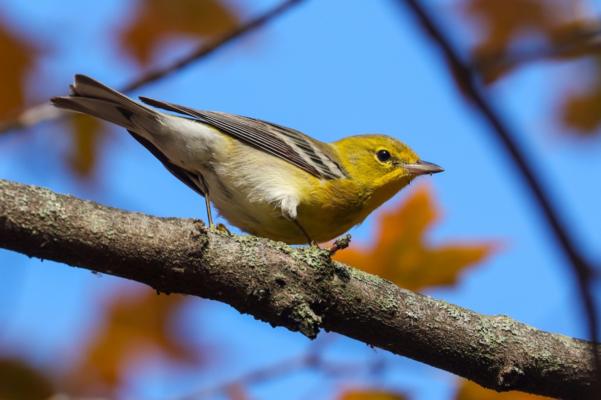 Pine Warbler - ML501653271