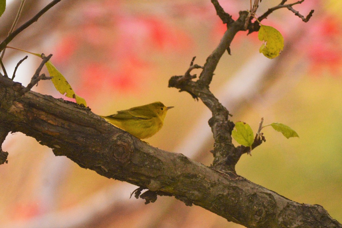 Yellow Warbler - Catherine McLean