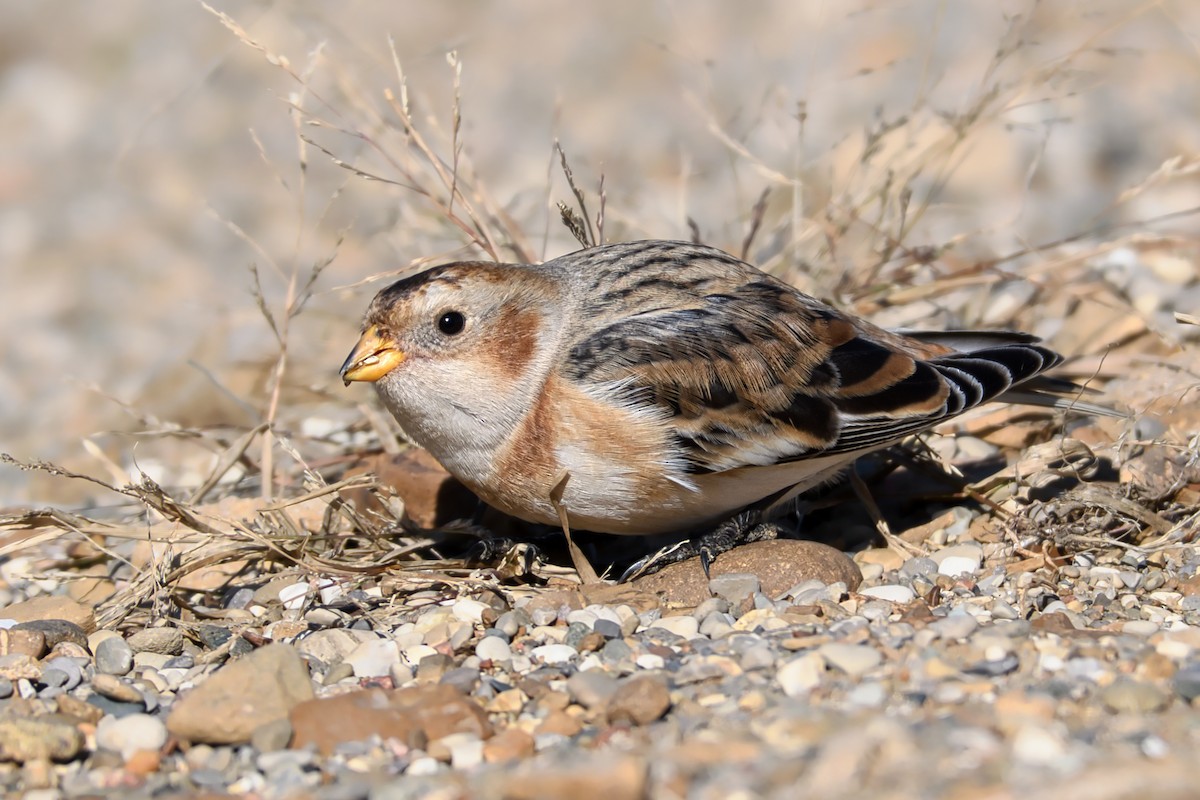 Snow Bunting - Fred Caines
