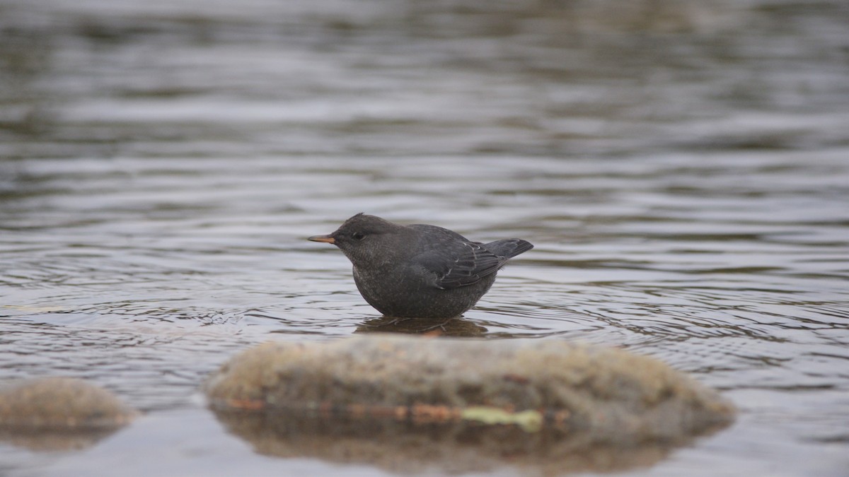 American Dipper - Catherine McLean