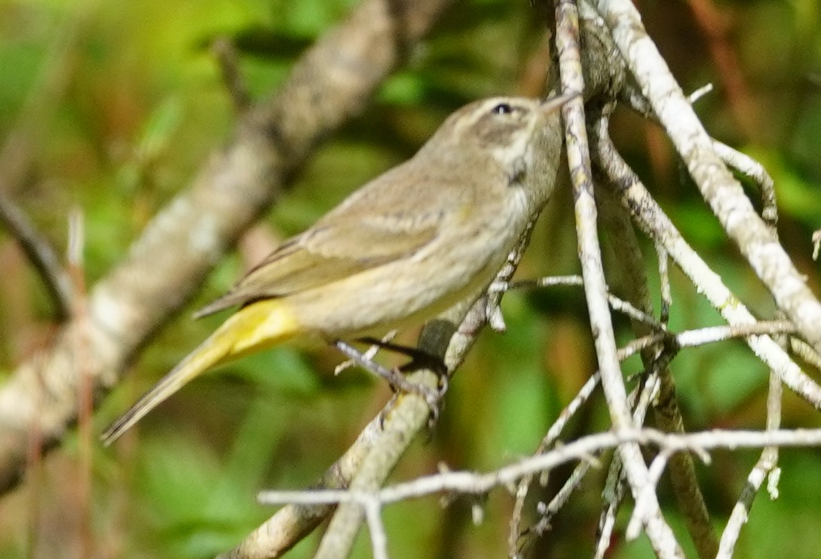 Palm Warbler - ML501655261