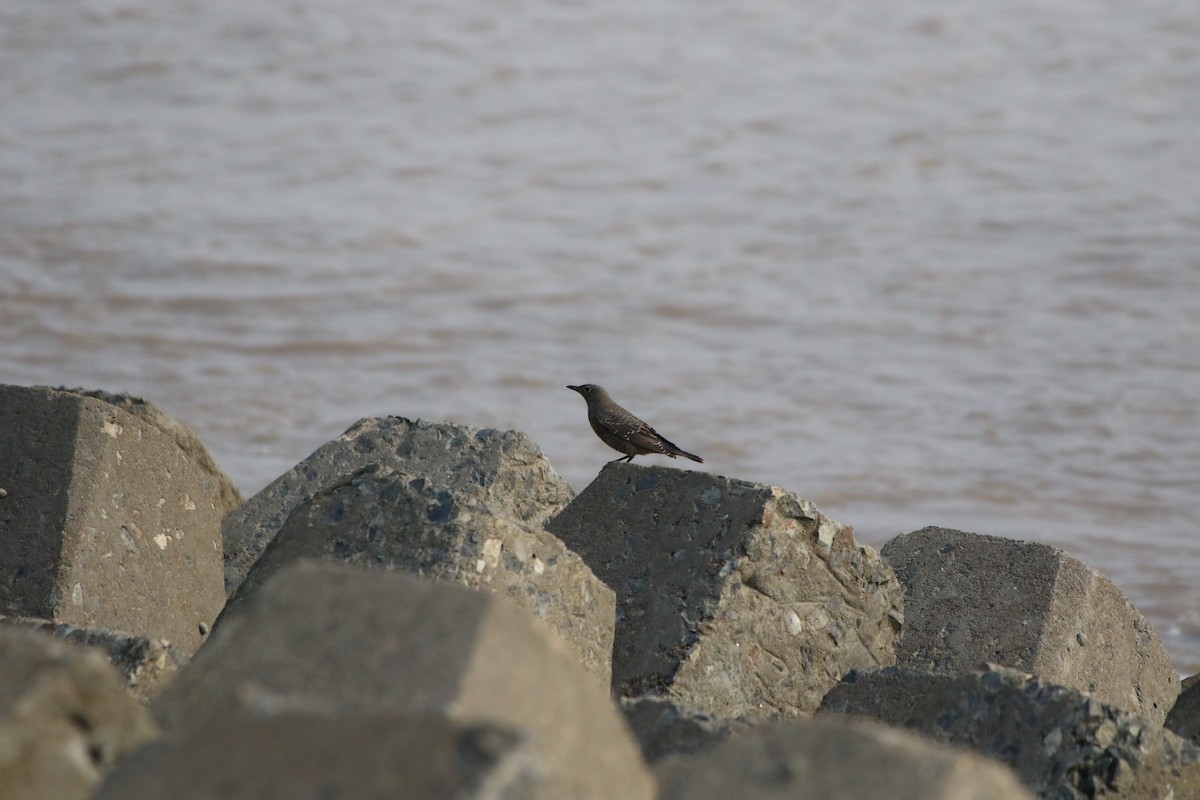 Blue Rock-Thrush - ML501655381