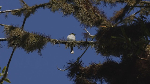 Tyranneau à face jaune - ML501655481