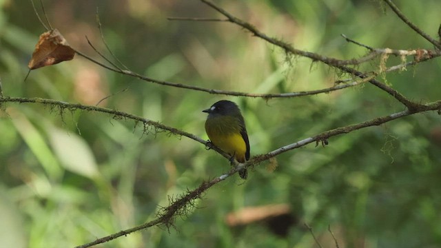Ornate Flycatcher - ML501655511