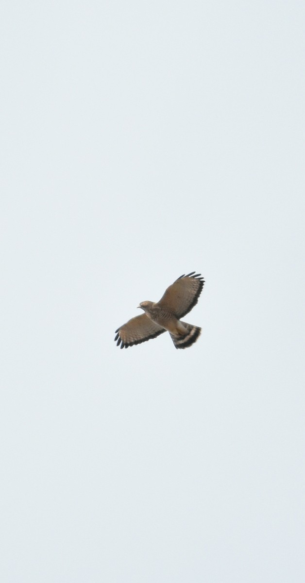 Broad-winged Hawk - ML501655971