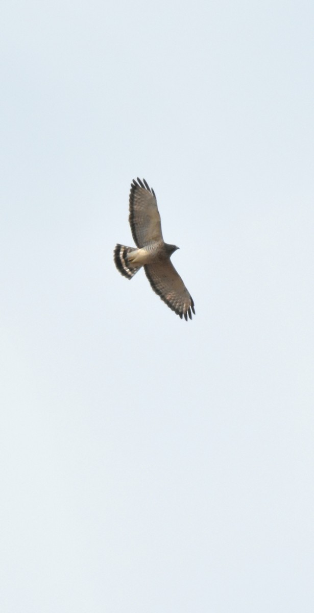 Broad-winged Hawk - ML501655981