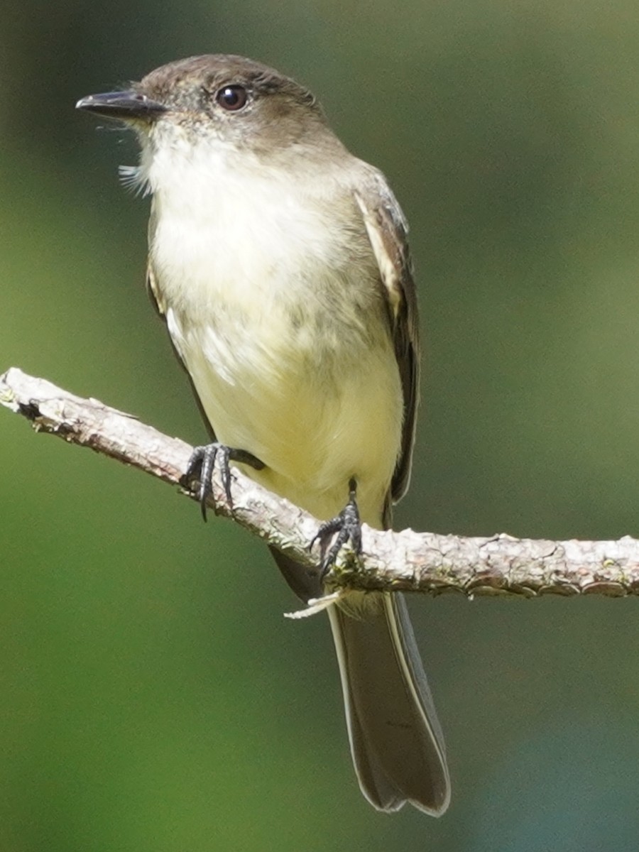 Eastern Phoebe - ML501656051