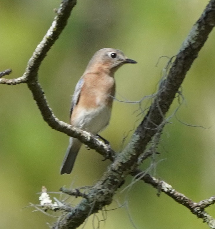 Eastern Bluebird - ML501656271