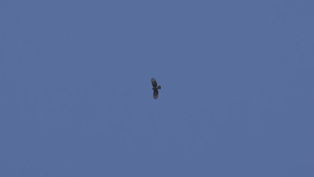 Hook-billed Kite - ML501657031
