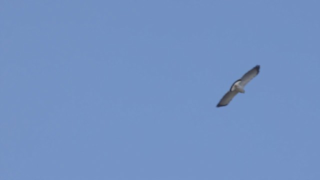 Gray-backed Hawk - ML501657281