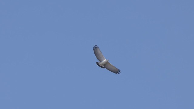 Gray-backed Hawk - ML501657311