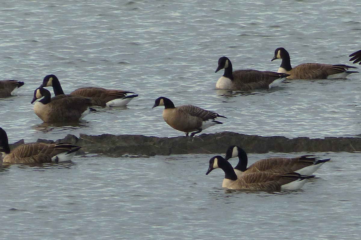 Cackling Goose - Pierre Fradette