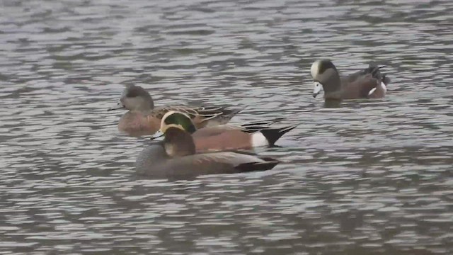 American Wigeon - ML501658071