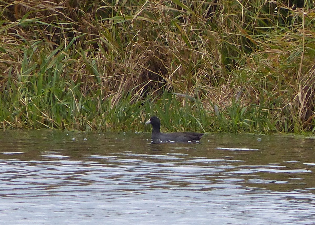 American Coot - ML501658141