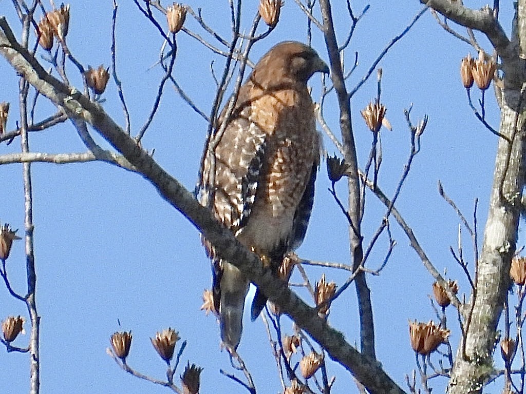 Red-shouldered Hawk - ML501658701