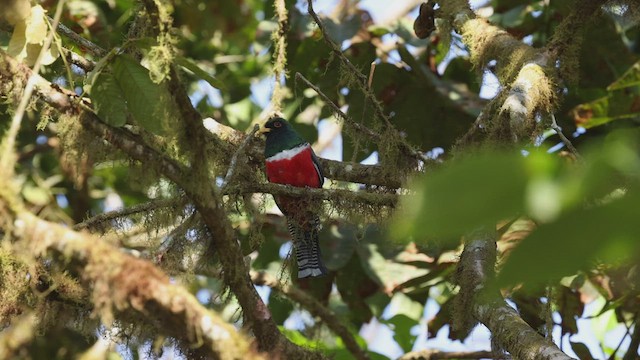 Collared Trogon - ML501659411