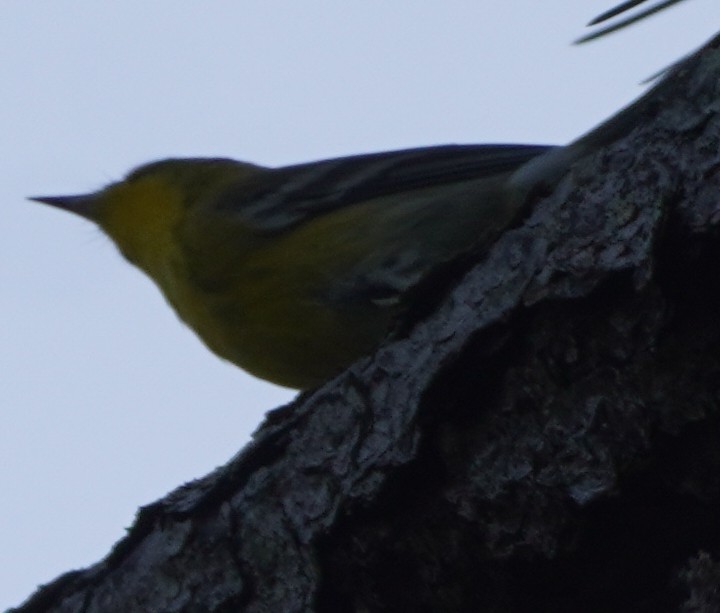 Pine Warbler - ML501660321