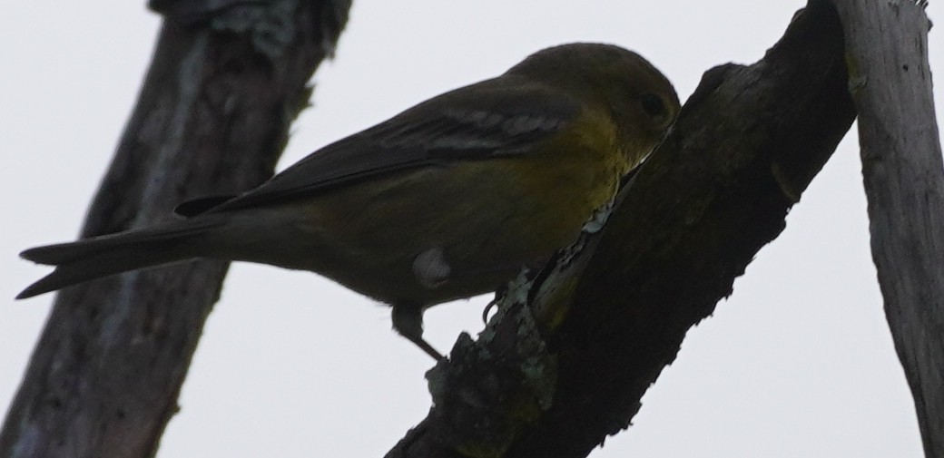 Pine Warbler - ML501660821