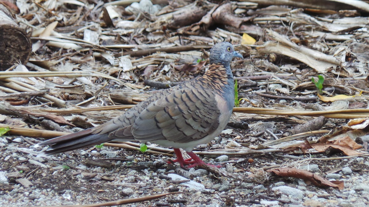 Bar-shouldered Dove - Juana Sava Fernández